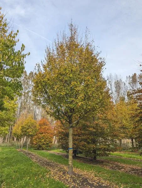 Marka Acer