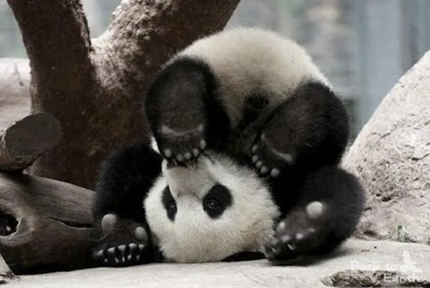 Odinstalowywanie Panda Antywirus